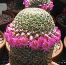 pinkmammillariaheirloomnongmo flower seeds