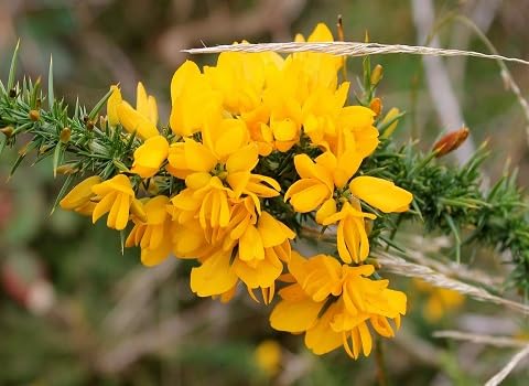 Yellow Gorse Flower Seeds – Heirloom, Non-GMO, High Germination Seeds