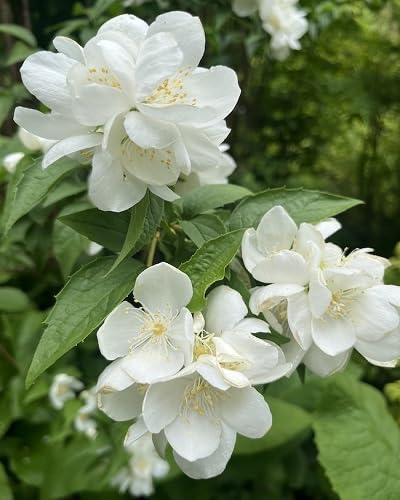 White Phlomis Flower Seeds Heirloom Non-GMO High Germination Organic Garden Seeds for Planting