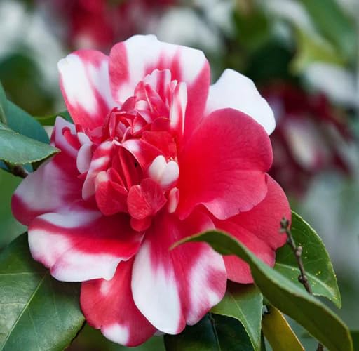 Red White Camellia Flower Seeds Heirloom Non-GMO High Germination Organic Garden Seeds