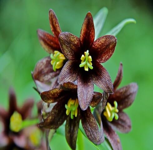 brown fritillaria flower seeds