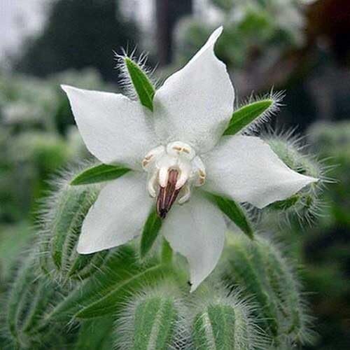 White Borage Flower Seeds Heirloom Non-GMO High Germination Organic Garden Seeds