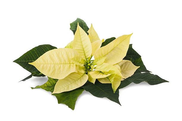 Yellow Poinsettia Flower Seeds Heirloom Non-GMO High Germination Organic Garden Seeds for Planting