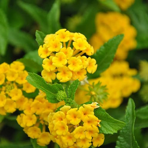 lantana flower heirloom non-gmo seeds