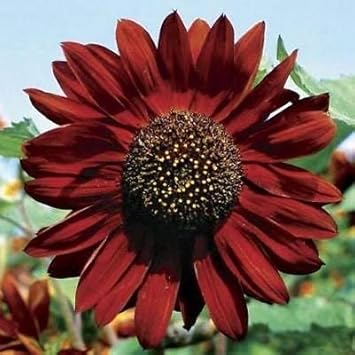 chestnutbrownsunflowerflowerheirloomnongmo flower seeds