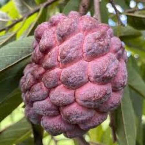 Red Custard Apple Seeds – Heirloom, Non-GMO, High Germination Organic Garden Seeds