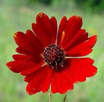 redcoreopsisflowerheirloomnongmo flower seeds