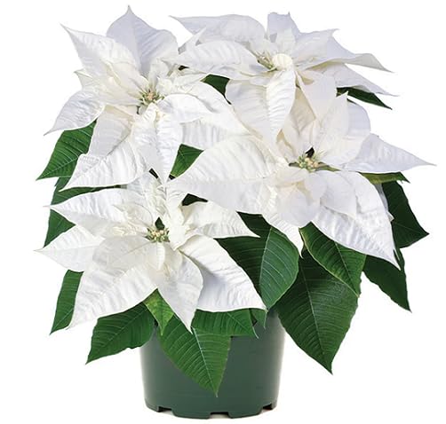 White Poinsettia Flower Seeds – Heirloom Non-GMO High Germination Organic Garden Seeds