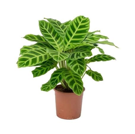 green calathea flower seeds