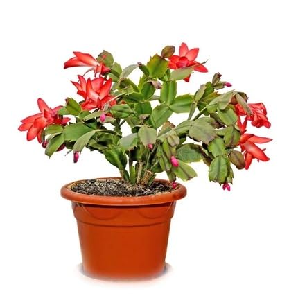 Red Schlumbergera Flower Seeds for Planting Heirloom Non-GMO High Germination Organic Garden Seeds