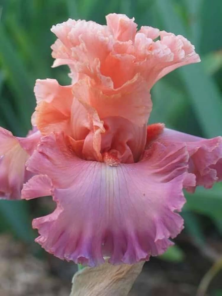 pink iris flower seeds