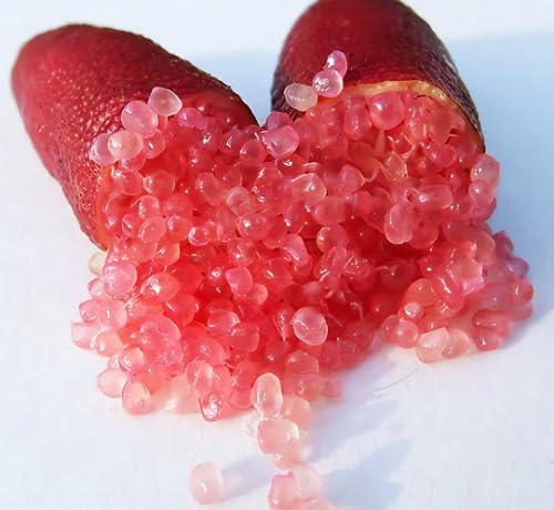 Finger Lime Seeds – Heirloom, Non-GMO, High Germination Organic Garden Seeds