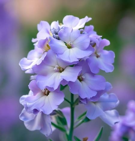Violet Matthiola Bicornis Flower Seeds – Heirloom Non-GMO High Germination Organic Garden Seeds