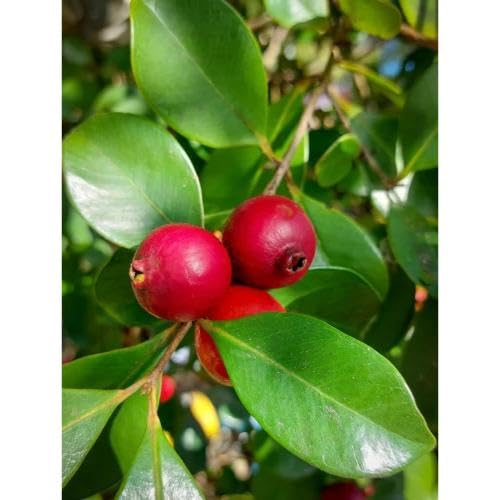 Red Guava Seeds – Heirloom, Non-GMO, High Germination Organic Garden Seeds