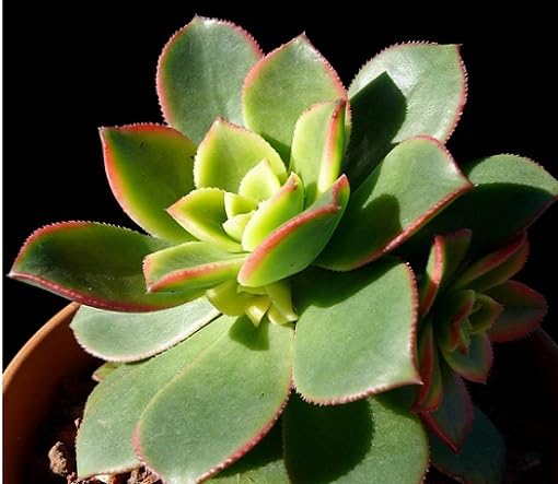 green aeonium heirloom non-gmo seeds