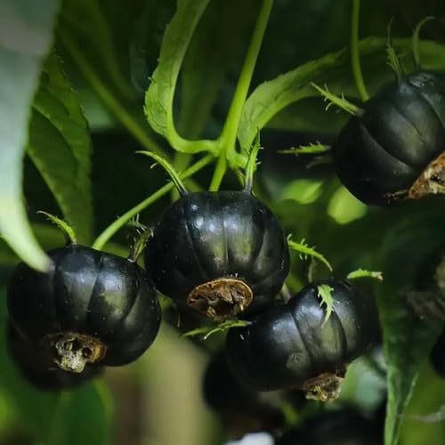 Black Ginseng Melon Seeds – Heirloom, Non-GMO, High Germination Organic Garden Seeds