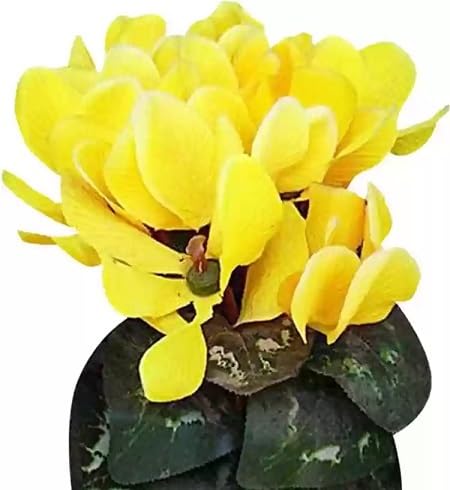 Yellow Cyclamen Flower Seeds – Heirloom, Non-GMO, High Germination Organic Garden Seeds