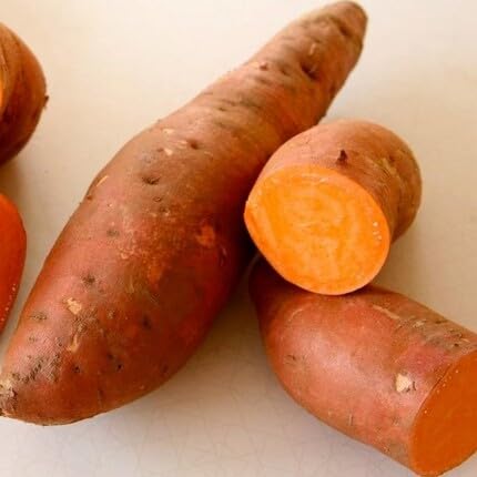 Orangene Süßkartoffelsamen – Alte Sorte, gentechnikfrei, hohe Keimfähigkeit, Bio-Gartensamen zur Pflanzung
