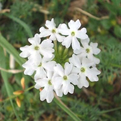 Semillas de verbena de flor blanca perenne – Semillas de jardín orgánicas de alta germinación, no transgénicas, de reliquia