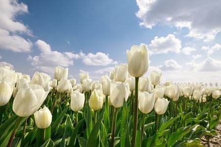 Tulpenblumensamen Weiß – Alte Sorte, gentechnikfrei, keimstark, Bio-Gartensamen
