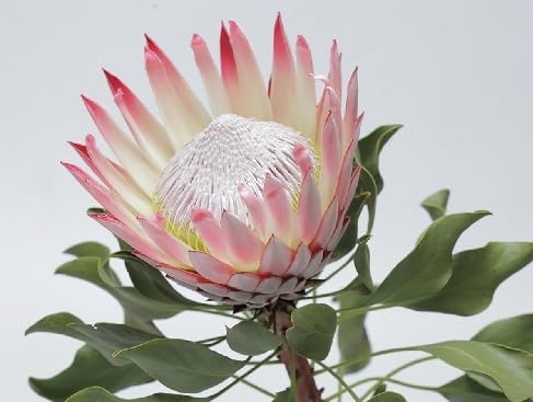 Semillas de Flor de Protea – Crianza, Sin OGM, Semillas Orgánicas de Alta Germinación para Sembrar