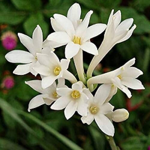 Polianthes Flower Seeds Heirloom Non-GMO High Germination Organic Garden Seeds for Planting