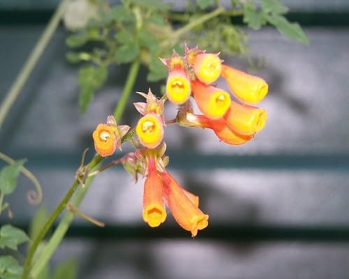 Yellow Eccremocarpus Flower Seeds – Heirloom Non-GMO High Germination Organic Seeds