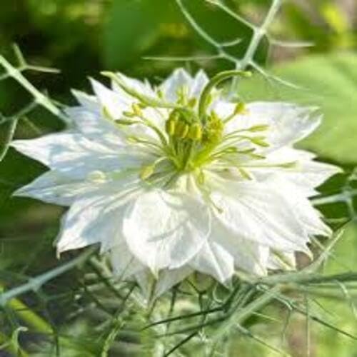 White Nigella Flower Seeds for Planting – Heirloom, Non-GMO, High Germination