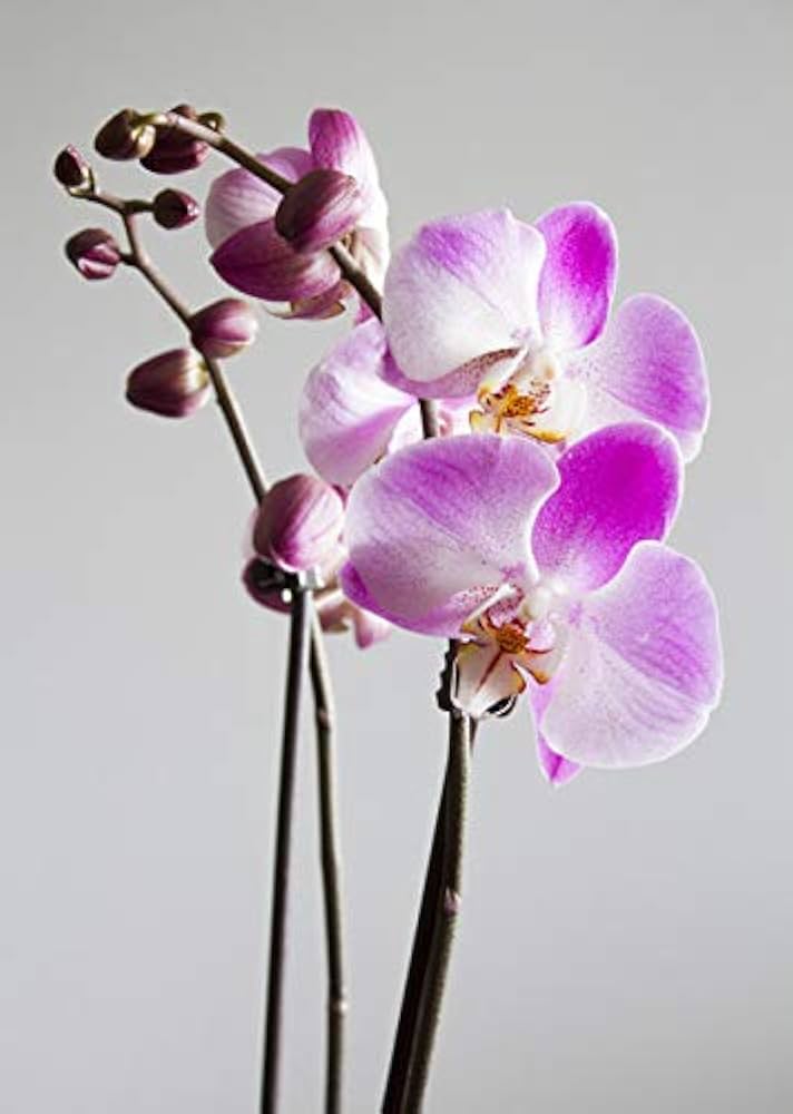 mini orchid flower seeds