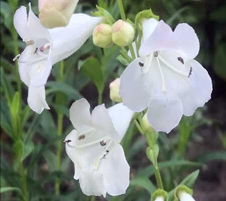 Penstemon Flower Seeds – Heirloom, Non-GMO, High Germination Organic Garden Seeds for Planting