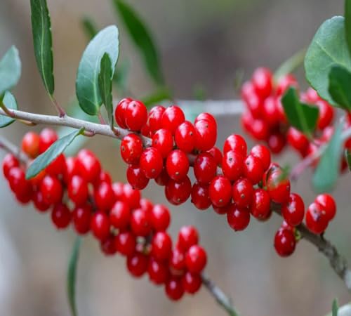 Red Ilex Vomitoria Seeds – Heirloom, Non-GMO, High Germination Organic Garden Seeds