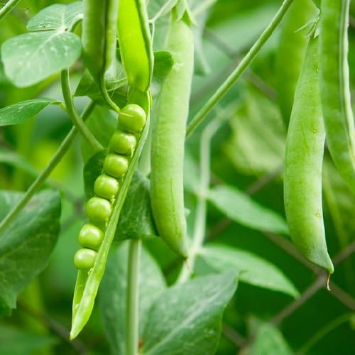 Green Pea Seeds – Heirloom, Non-GMO, High Germination Organic Garden Seeds Planting