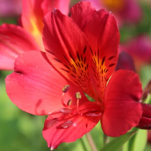 Red Alstroemeria Flower Seeds – Heirloom, Non-GMO, High Germination Organic Garden Seeds for Planting