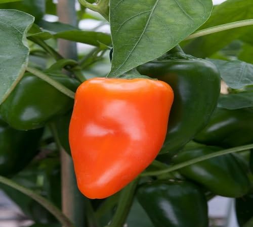 Pepper Orange Seeds – Heirloom, Non-GMO, High Germination Organic Garden Seeds Planting