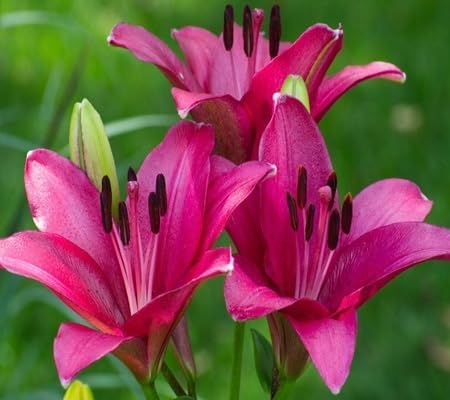 Lily Flower Seeds – Heirloom, Non-GMO, High Germination Organic Garden Seeds for Planting