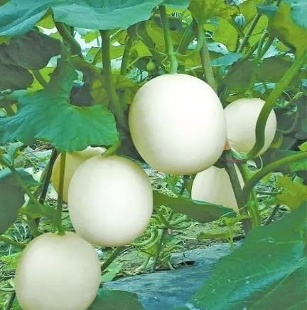 Weiße Bio-Ginseng-Melonensamen, alte Sorte, gentechnikfrei, hohe Keimrate, Bio-Gartensamen zum Pflanzen