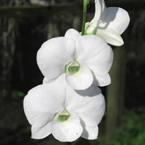 Phalaenopsis Flower Seeds for Planting | Heirloom Non-GMO High Germination Organic Garden Seeds