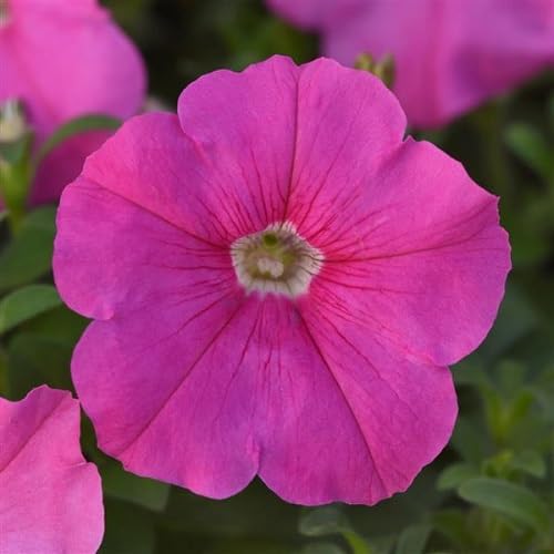 Petunia Flower Seeds Pink – Heirloom Non-GMO High Germination Organic Garden Seeds for Planting