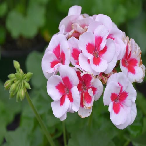 White Red Geranium Flower Seeds for Planting – Heirloom Non-GMO High Germination Organic Garden Seeds