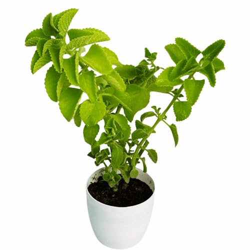 Green Ajwain herb seeds