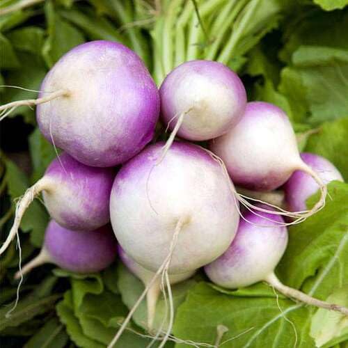 Turnip Seeds – Heirloom, Non-GMO, High Germination Organic Garden Seeds Planting