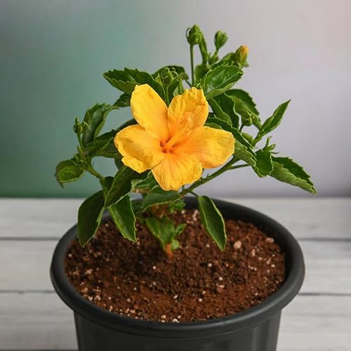 Yellow Hibiscus Flower Seeds – Heirloom Non-GMO High Germination Organic Garden Seeds