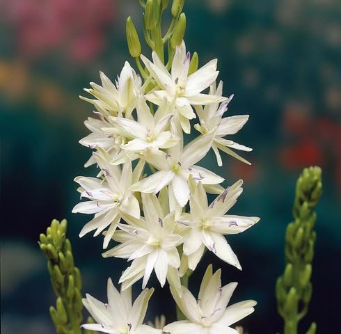 White Camassia Leichtlinii Flower Seeds Heirloom Non-GMO High Germination Organic Garden Seeds