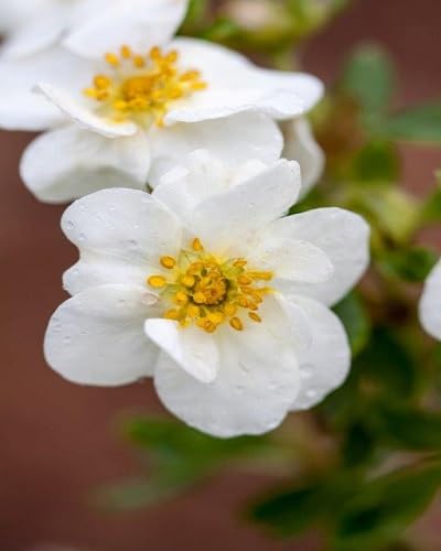 White Potentilla Flower Seeds – Heirloom, Non-GMO, High Germination Organic Garden Seeds for Planting