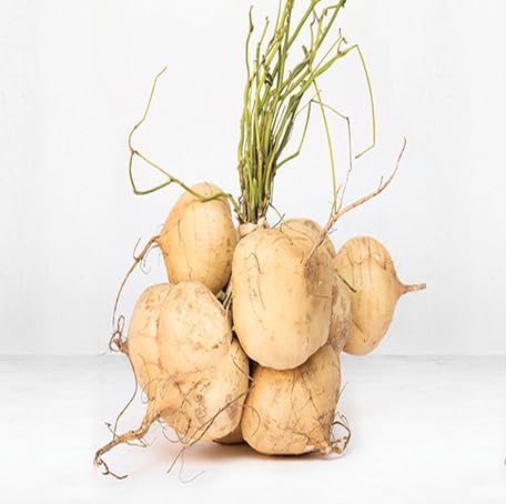 Brown Jicama Seeds – Heirloom, Non-GMO, High Germination Organic Garden Seeds Planting