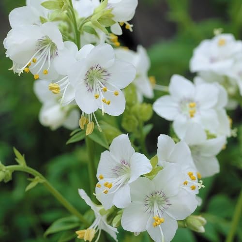 White Polemonium Flower Seeds – Heirloom Non-GMO High Germination Organic Garden Seeds