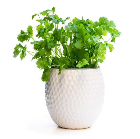 Green Coriander herb seeds