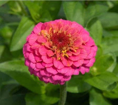 Zinnia Flower Seeds – Heirloom Non-GMO High Germination Organic Garden Seeds