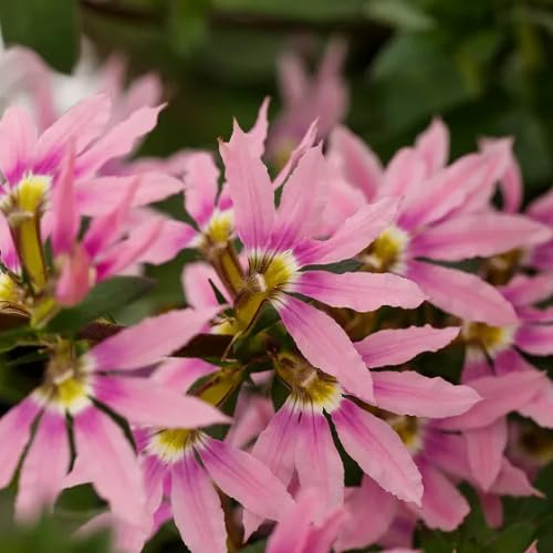 Rosa Scaevola Blumensamen – alte Sorte, gentechnikfrei, hohe Keimfähigkeit, Bio-Gartensamen zum Pflanzen