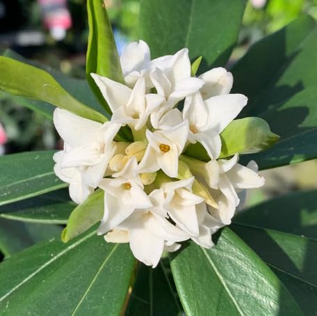 White Daphne Flower Seeds Heirloom Non-GMO High Germination Organic Garden Seeds for Planting